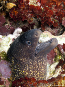 Moray eel. Canon G10 & Inon D2000. by Bea & Stef Primatesta 